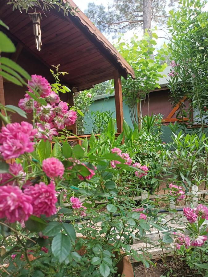 Canario Bungalows Çıralı Luaran gambar