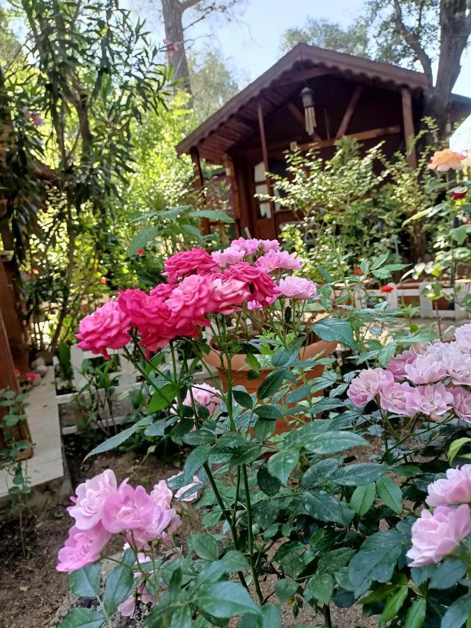 Canario Bungalows Çıralı Luaran gambar